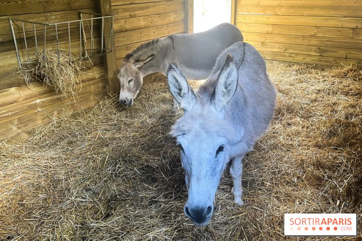 La ferme de la Villette et ses animaux