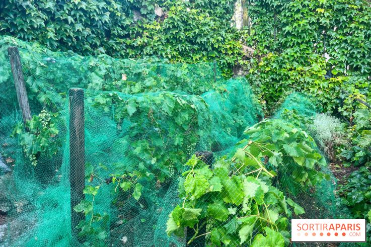 Vignes vendanges - visuels - image00016