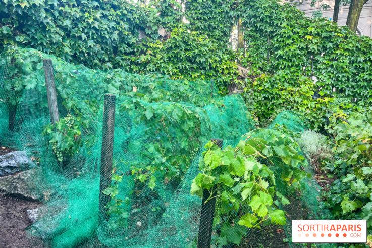 Vignes vendanges - visuels - image00018