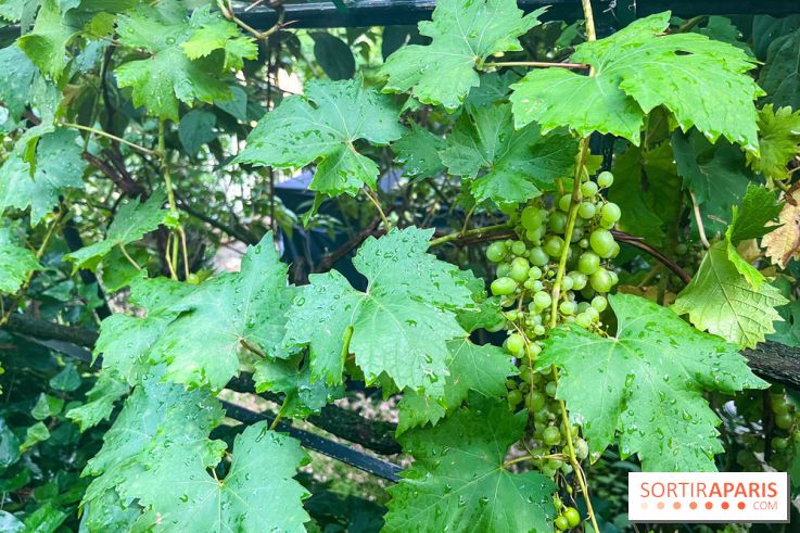Vignes vendanges - visuels - image00019