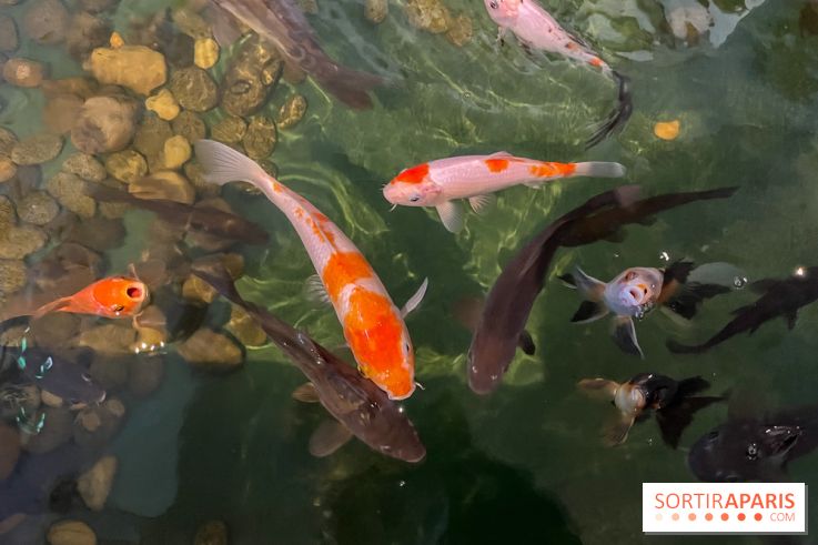 La Maison de la Pêche et de la Nature - image00031