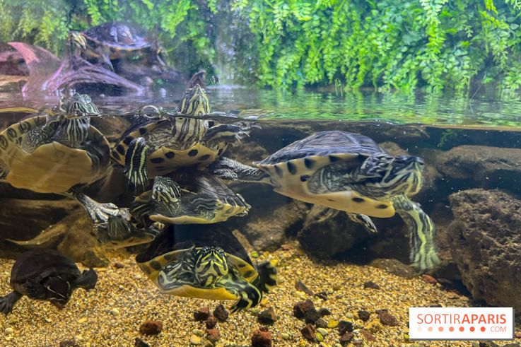 La Maison de la Pêche et de la Nature - image00025