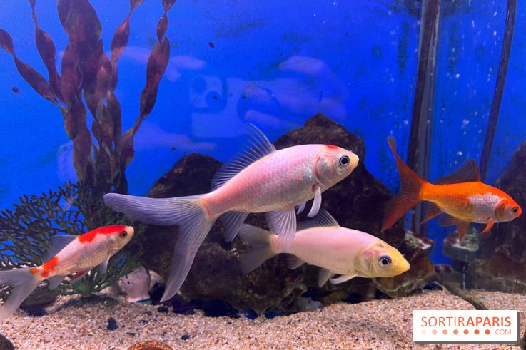 La Maison de la Pêche et de la Nature - image00017