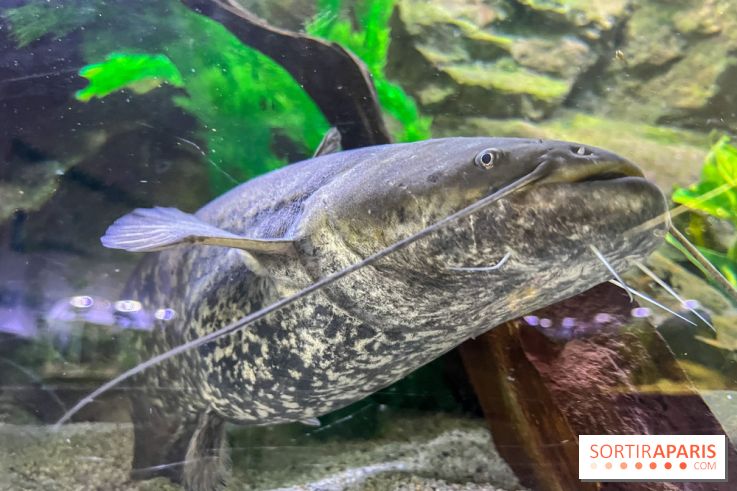La Maison de la Pêche et de la Nature - image00019