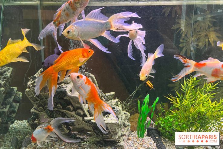 La Maison de la Pêche et de la Nature - image00003