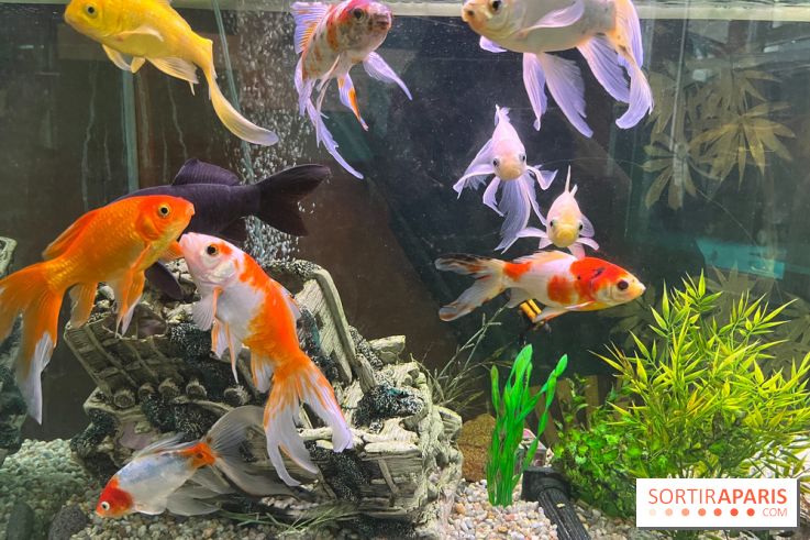 La Maison de la Pêche et de la Nature - image00004