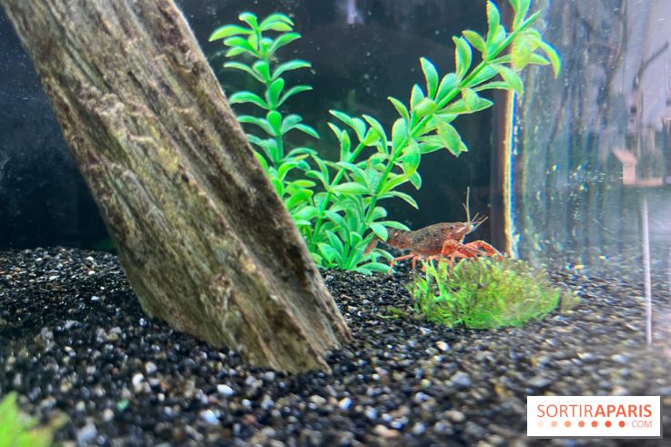 La Maison de la Pêche et de la Nature - image00005