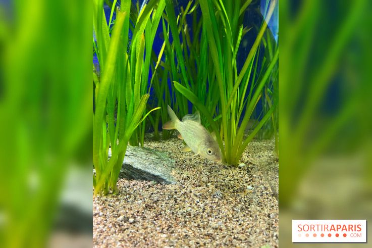 La Maison de la Pêche et de la Nature - image00013