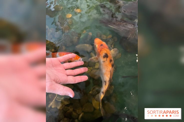 La Maison de la Pêche et de la Nature - image00001