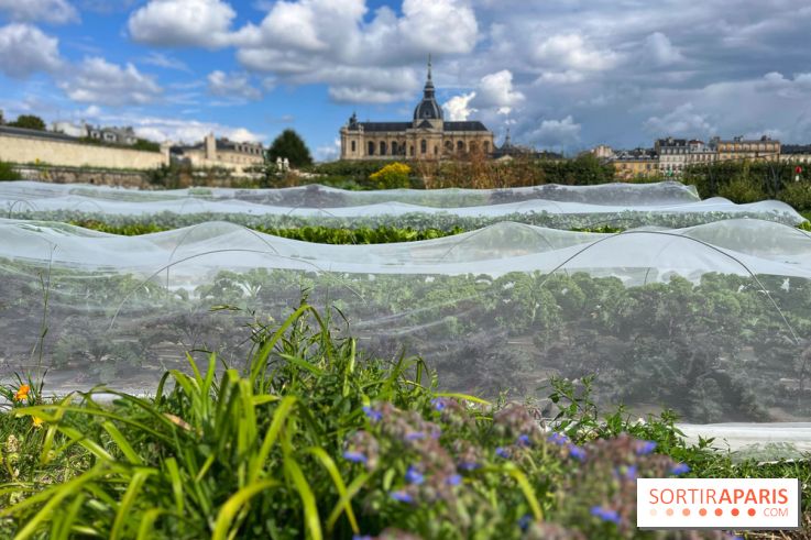 Potager du Roi