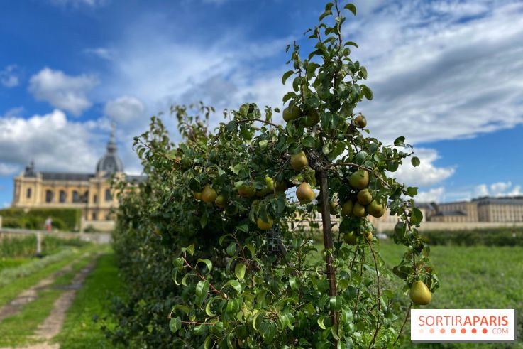 Potager du Roi