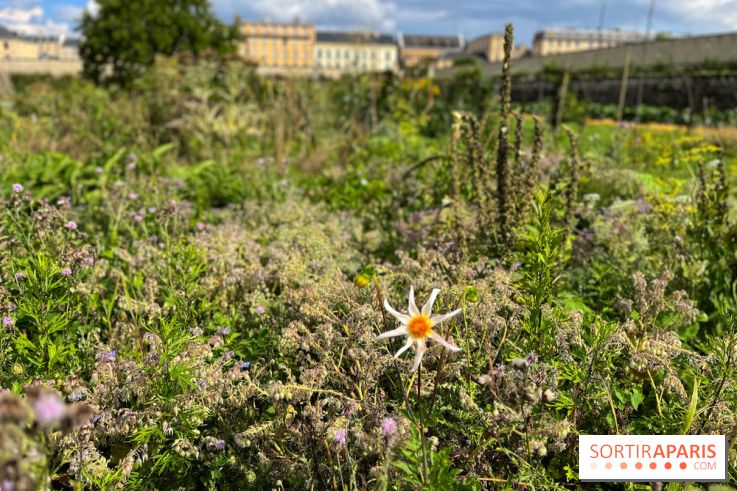 Potager du Roi