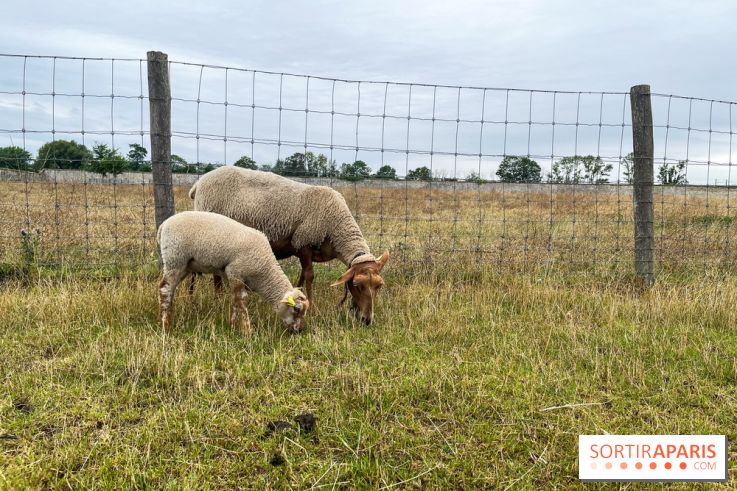 La ferme de Saint-Cyr l'Ecole - image00043