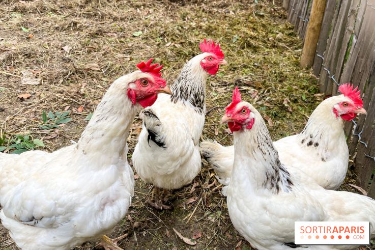 Les Rives de Paris, l'unique camping du 93 à Neuilly-sur-Marne - image00064