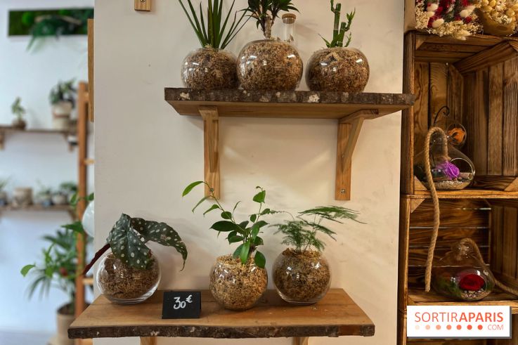 Boby la Plante
