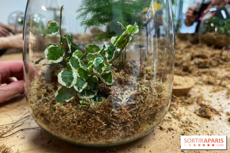 Boby la Plante - IMG 4344