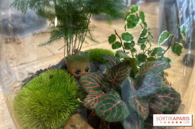 Boby la Plante