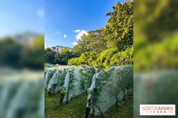 Vignes de Belleville - image00004