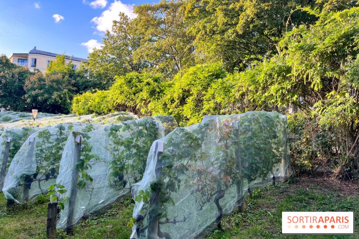 Vignes de Belleville - image00005