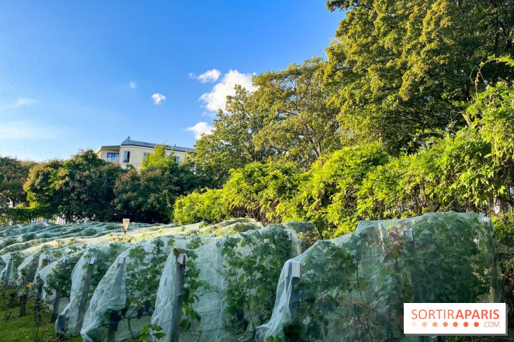 Vignes de Belleville - image00006