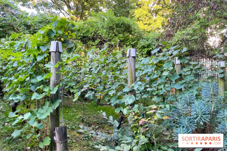 Vignes de Belleville
