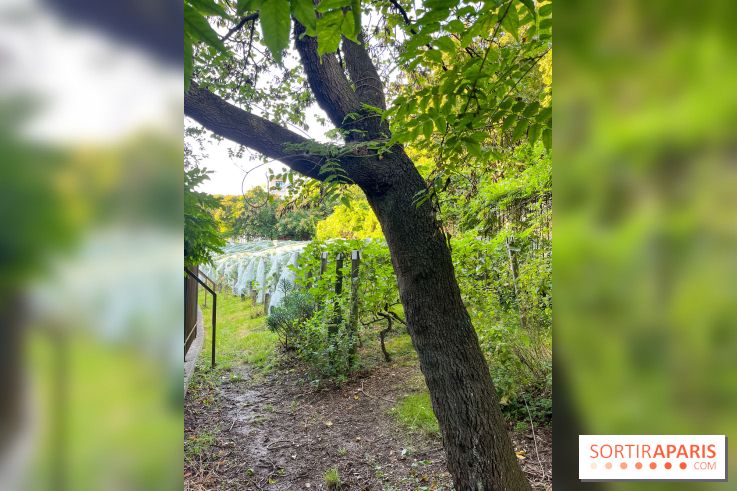 Vignes de Belleville - image00008