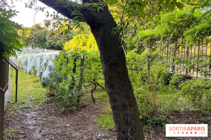 Vignes de Belleville - image00009