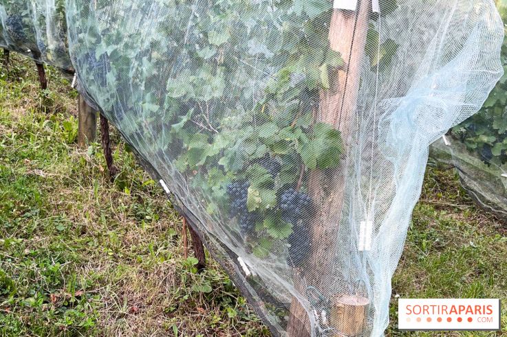 Vignes de Belleville - image00001