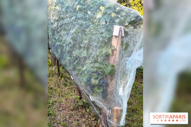 Vignes de Belleville - image00002