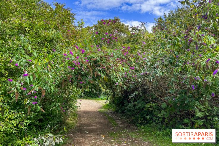 L'étang de la Galiotte dans le parc du Peuple de l'Herbe - Carrières-sous-Poissy (Yvelines)