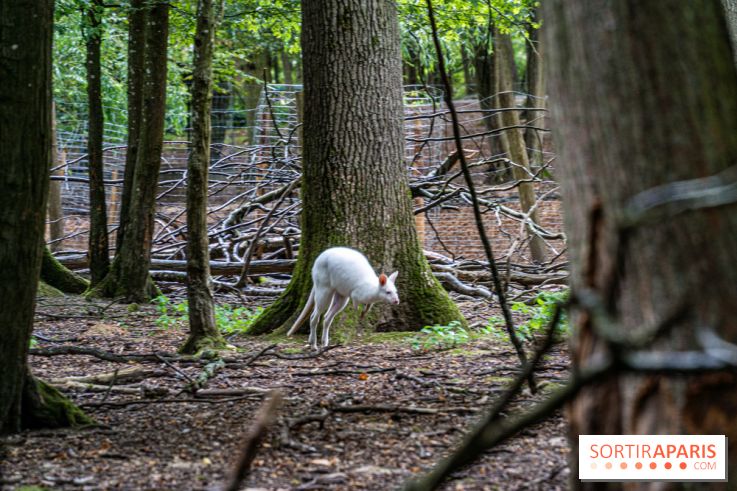 Le village de Janvry en Haute Vallée de Chevreuse  -  A7C0015