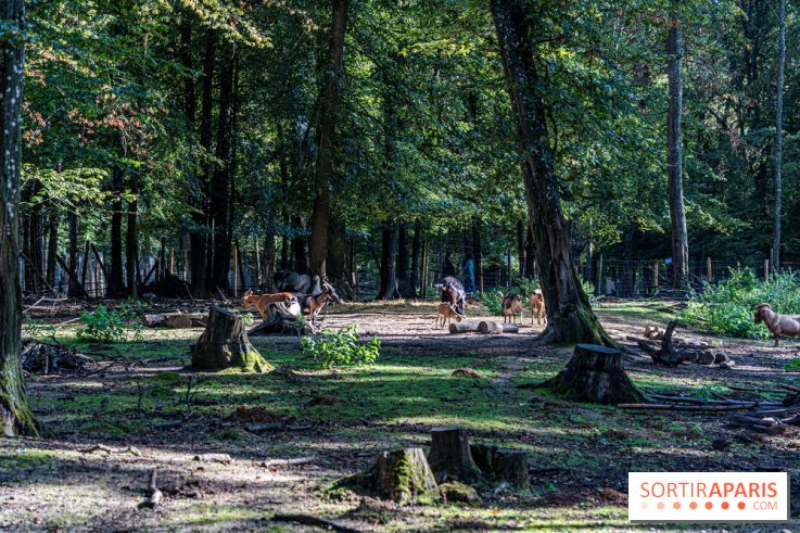 Le village de Janvry en Haute Vallée de Chevreuse  -  A7C0063