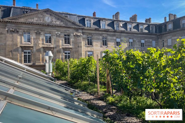 Vignoble Hôtel de Ville