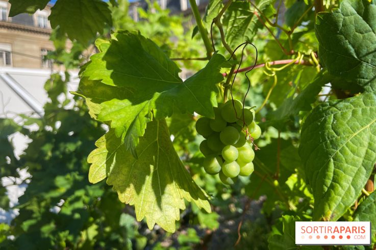 Vignoble Hôtel de Ville - IMG 9252
