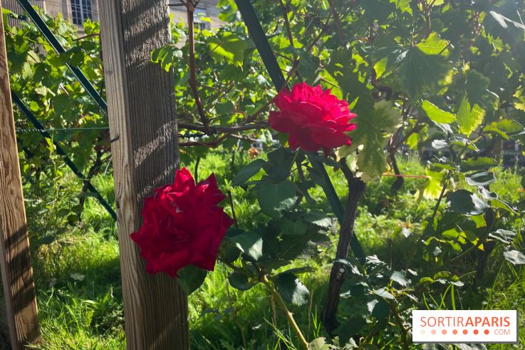 Vignoble Hôtel de Ville - IMG 9255