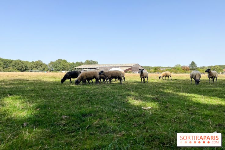 La Ferme des 4 Etoiles à Auffargis - image00046