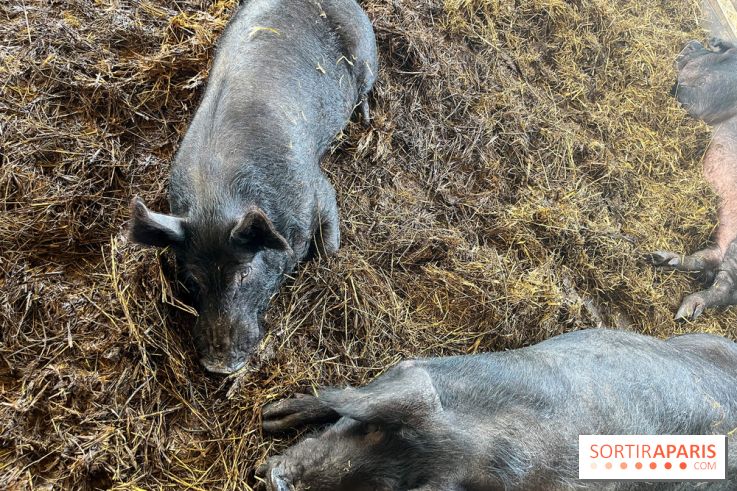 La Ferme des 4 Etoiles à Auffargis - image00025