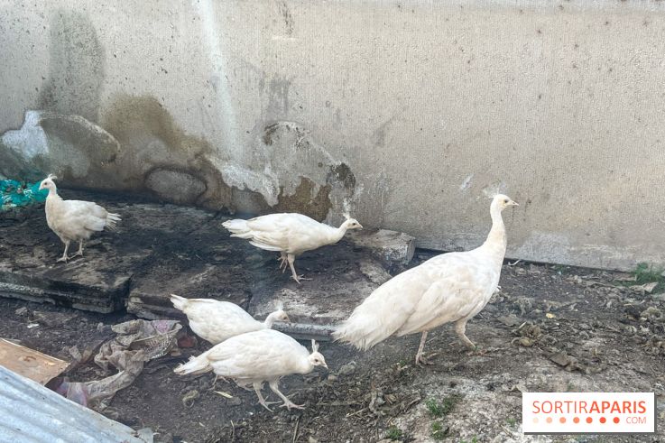 La Ferme des 4 Etoiles à Auffargis - image00015