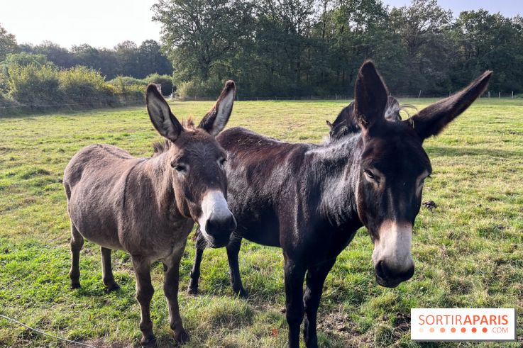 La Ferme des 4 Etoiles à Auffargis - image00002