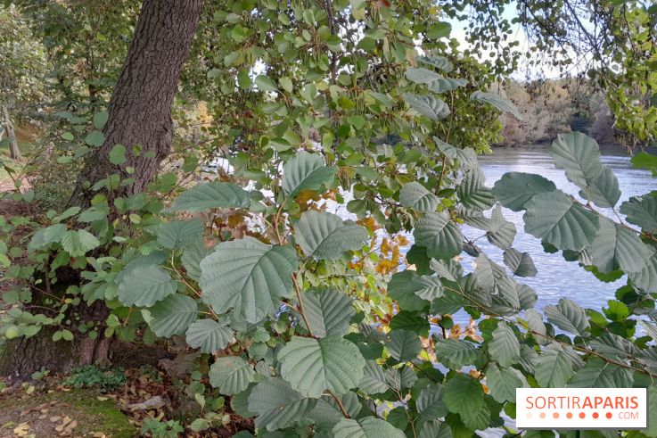 Les bords de Marne
