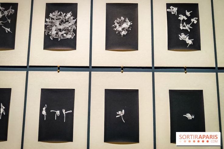 Parfums d'Orient, l'exposition qui enchante nos sens à l'Institut du Monde Arabe - photos