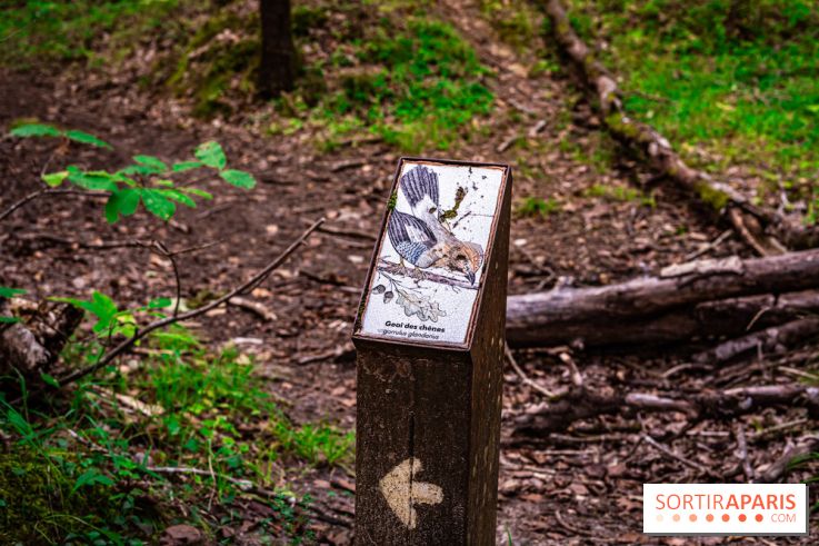 Le sentier des Maréchaux à Senlisse - Vallée de Chevreuse -  A7C2486