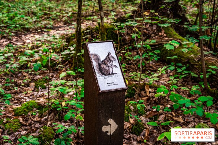 Le sentier des Maréchaux à Senlisse - Vallée de Chevreuse -  A7C2489