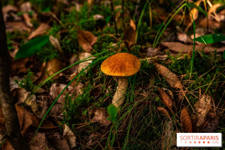 Le sentier des Maréchaux à Senlisse - Vallée de Chevreuse -  champignons
