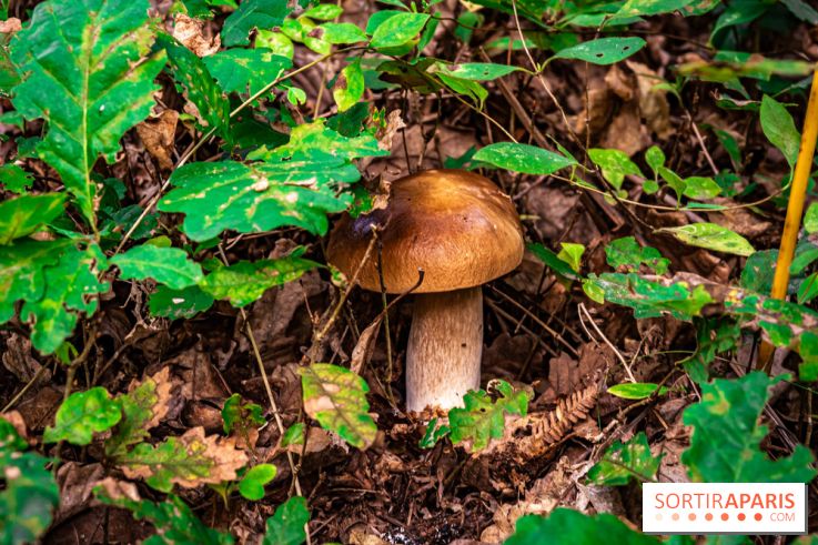 Le sentier des Maréchaux à Senlisse - Vallée de Chevreuse -  champignons