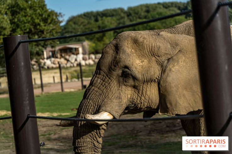 Les lodges de Thoiry - dormir à Thoiry en Terres d'Afrique - Photos -  A7C3226