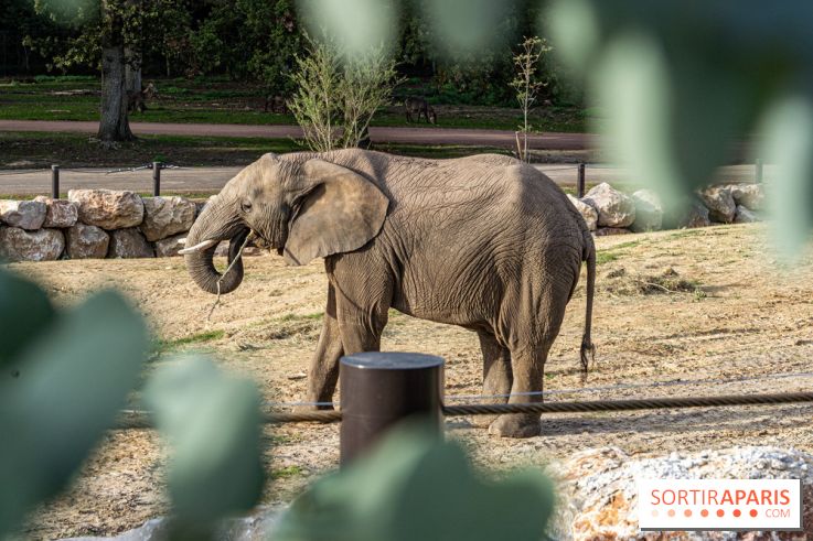 Les lodges de Thoiry - dormir à Thoiry en Terres d'Afrique - Photos -  A7C3299