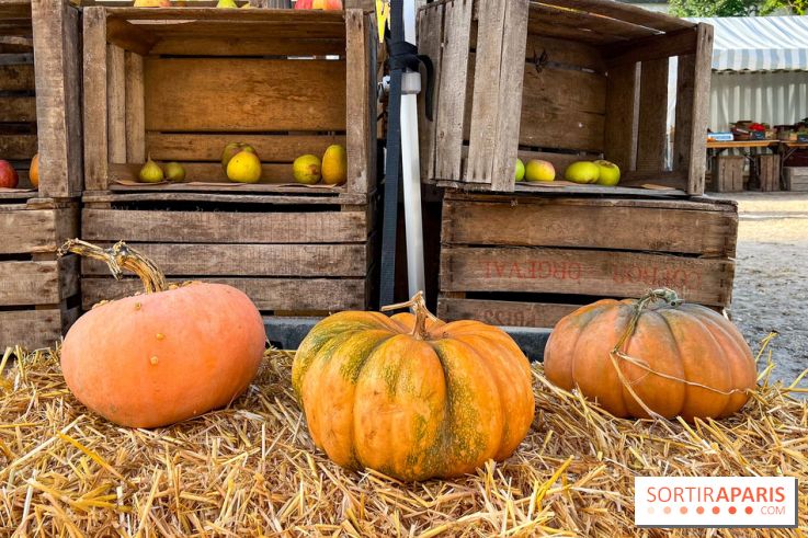 Automne au Potager du Roi - Citrouilles - Halloween