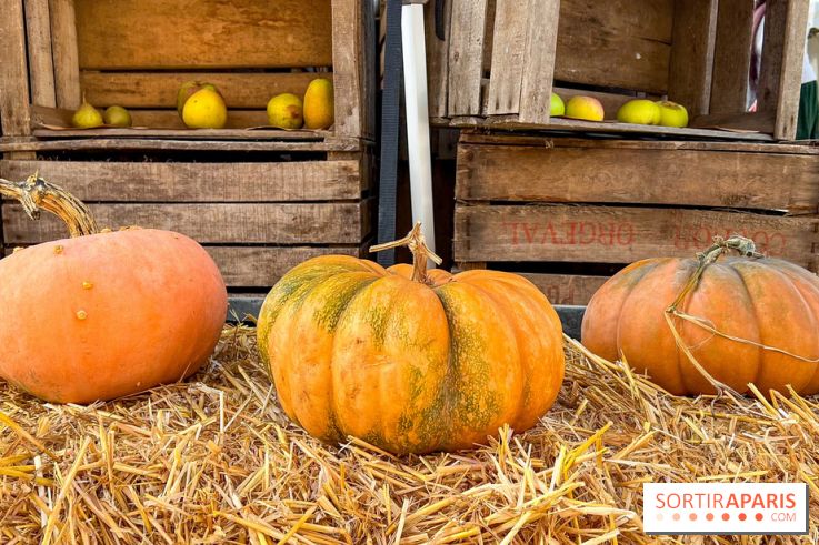 Automne au Potager du Roi - Citrouilles - Halloween