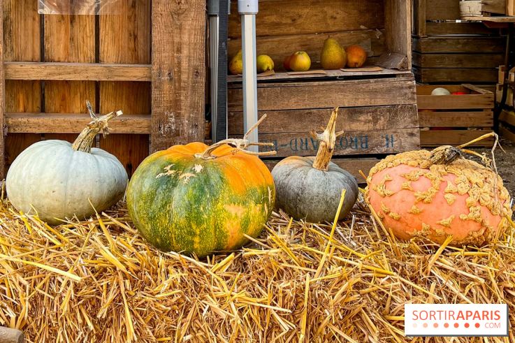 Automne au Potager du Roi - Citrouilles - Halloween